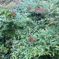 فروش یاس کاملیا ناندانیا شمشاد لاوسون و....|خدمات باغبانی و درختکاری|کلاچای, |دیوار