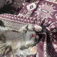 گربه نازه و خوشگل و بازیگوش|گربه|اردبیل, |دیوار