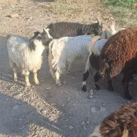 بزغاله سالم سرحال ۵تا ۳۰ میلیون