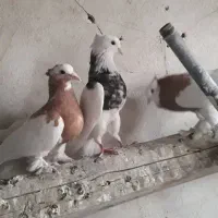 کبوتر|پرنده|شیراز, بید زرد|دیوار