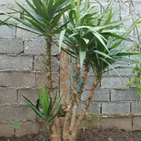 گل یوکا تعداد زیاد|گل و گیاه طبیعی|رشت, امین الضرب|دیوار