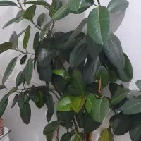 فروش گل فیکوس