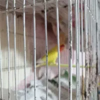 کوتوله زرد صورت هلویی بالغ|پرنده|مشهد, شهرک مطهری|دیوار