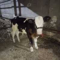 گوساله نر سیمینتال