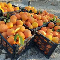 فروش نارنج در باغ