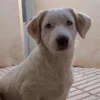 سگ پاکوتاه|سگ|شاهرود, |دیوار