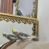 عروس هلندی گمشده