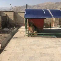 ۵۰۰ متر زمین دماوند معاوضه با خودرو