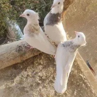 طوقی درجه یک