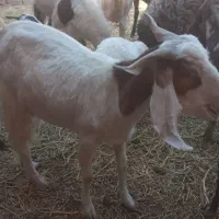 فروش گوسفند نر و ماده