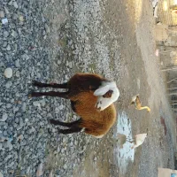 تقلی داشتی|حیوانات مزرعه|انبارآلوم, |دیوار