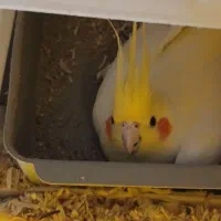 یه جفت عروس هلندی زعفرانی به شرط جوجه|پرنده|سبزوار, باهنر|دیوار