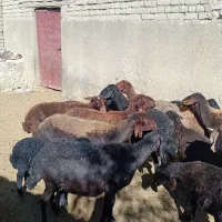 میش بره دار