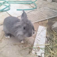 خرگوش