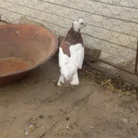 کفتر|پرنده|ملایر, |دیوار