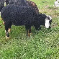 فروش ۳بره علف خور