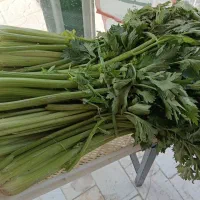 گل کلم وسایل ترشی میوه|خوردنی و آشامیدنی|رباط‌کریم, شترخوار|دیوار