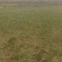 سر کارگری همه کار های کشاورزی