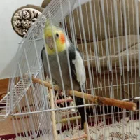 عروس هلندی نر