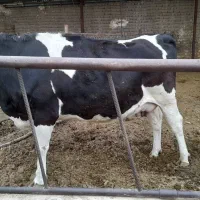 تلیسه دم زاییدن