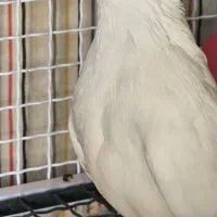 کبوتر نر سفید|پرنده|شیراز, ارم|دیوار