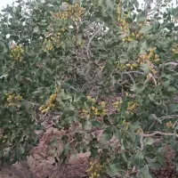 باغ پسته فروشی