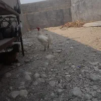 خروس