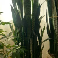 گیاه سانسوریا