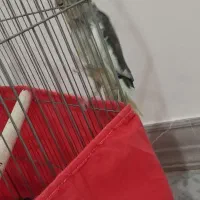 دوتا عروس هلندی سه ماه|پرنده|رباطکریم, شترخوار|دیوار