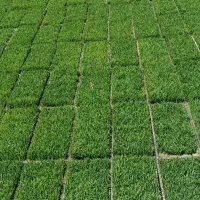 برنج کامفیروزی|خوردنی و آشامیدنی|سپیدان, |دیوار