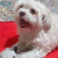 گمشده|سگ|تهران, هفت چنار|دیوار