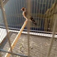 سره نر ماده|پرنده|قم, شاه ابراهیم|دیوار