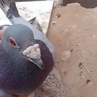 سبز|پرنده|ریگ ملک, |دیوار