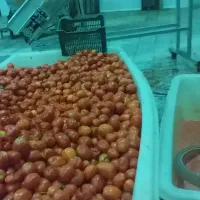 اب گیری گوجه و انگور،سیب وانار لیمو وسبزی خردکنی|خدمات پیشه و مهارت|همدان, |دیوار
