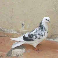 کبوتر شازده هفت رنگ