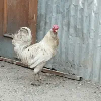 چهار عدد خروس گلین جوان