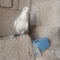 ۲ تا طوقی و دوتا شهری