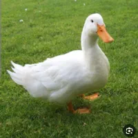 فروش سه عدد اردک .دوتا نر یکی ماده تخم گذار