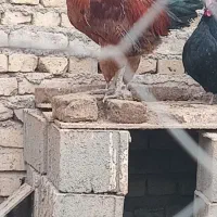 خروس|حیوانات مزرعه|جوادآباد, |دیوار