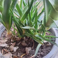 زمین-در-اسفرجان-مزرعه-جوی-عباسی-با-حقابه