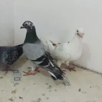 سه کبوتر نر دوتا پلاکی جوان و یک پیسه  عراقی