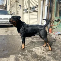 سگ روتوایلر