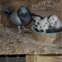 کبوتر پرشی ساعت سنگین