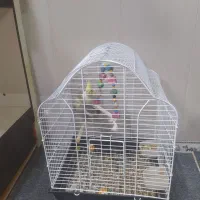 فروش عروس هلندی