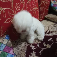 سگ فریزی|سگ|ماهدشت, |دیوار