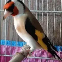 سهره قناری.گلبسر