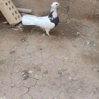 ماده کبوتر توقی|پرنده|اهواز, الهائی|دیوار