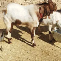 دوبور پاکستانی