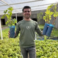 نهال گلدانی انگور نیشابور  اول جاده باغرود