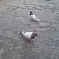 کفتر